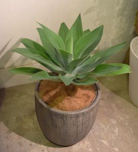 アガベ・アテヌアタ