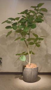 ウベンターラ