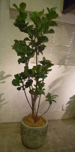 カシワバゴム