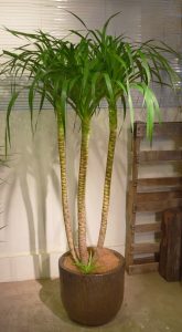 カンボジアーナ