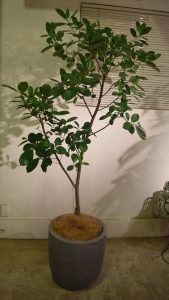 ジャンボリーフ