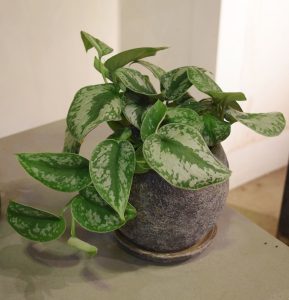 スキンダプサス