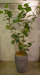 シーグレープ