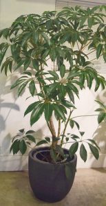 ツピダンサス