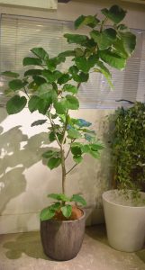 フィカス・ウンベラータ