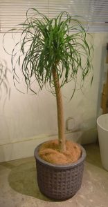 ポニーテール