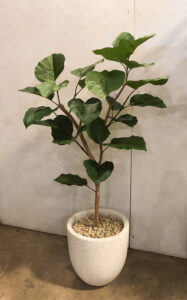 ウンベラータ