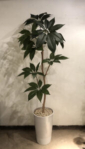 ツピタンサス