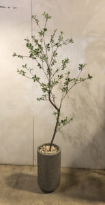 ドウダンツツジ