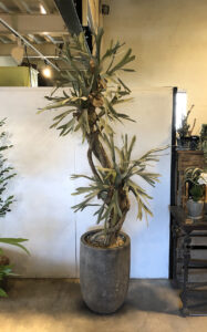 ビカクシダ