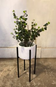 ベンジャミンバロック