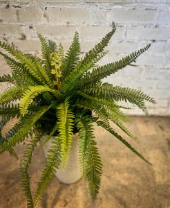 ボストンシダ