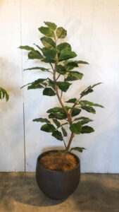 ボダイジュ