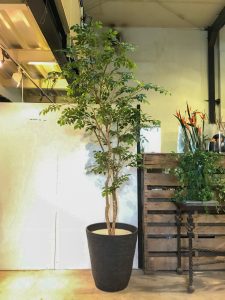 マウンテンアッシュ