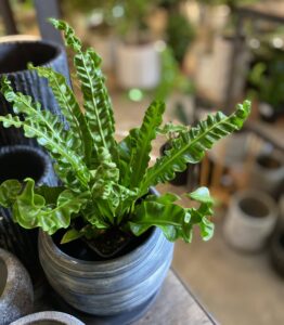 アスプレニウム