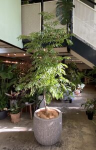 エバーフレッシュ