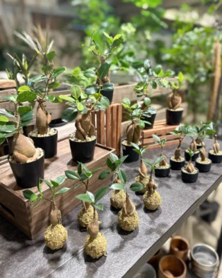 HOME - Plants Shop Bouquet